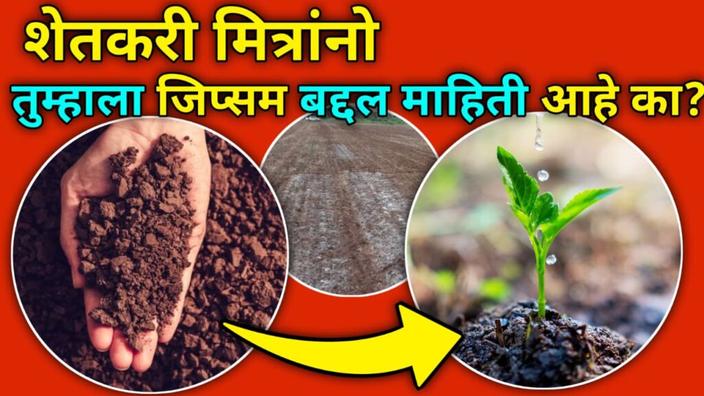 Soil gypsum mahiti शेतकरी मित्रांनो तुम्हाला जिप्सम बद्दल माहीत नसेल तर ही माहिती नक्की पहा