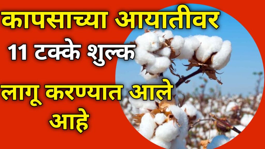 Cotton Import Duty कापसाच्या आयतिवार 11 टक्के आयात शुल्क लागू