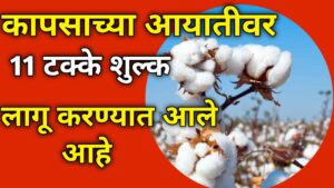 Cotton Import Duty कापसाच्या आयतिवार 11 टक्के आयात शुल्क लागू
